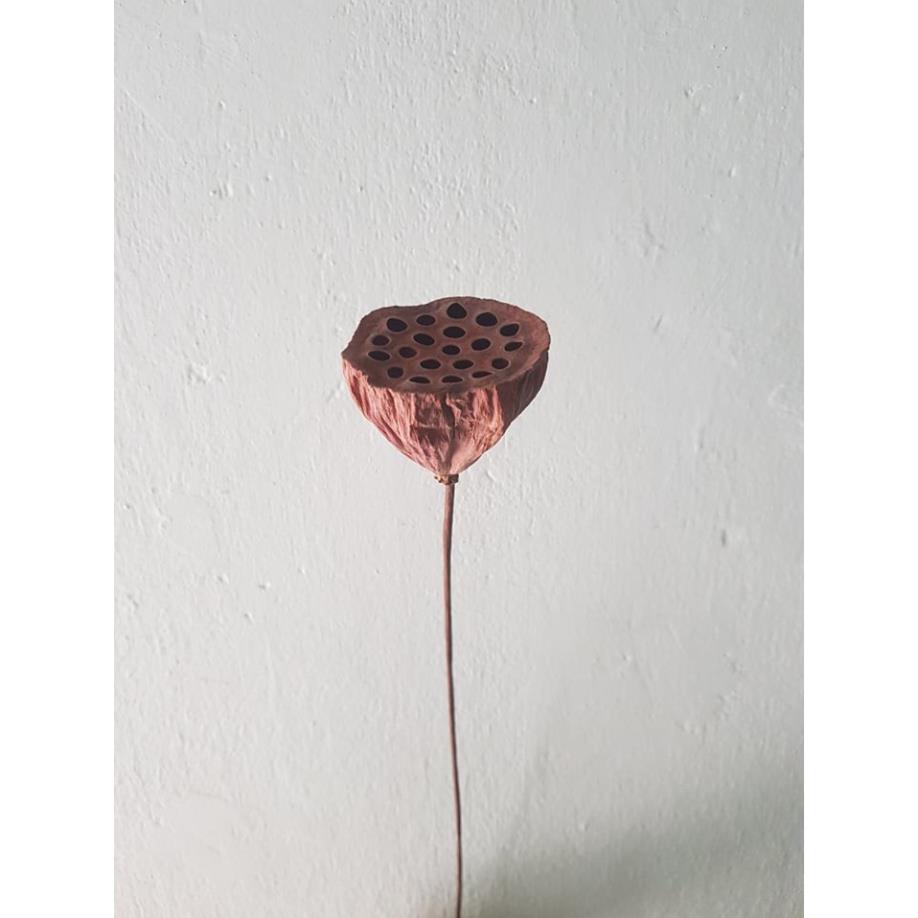 Đài Hoa Sen Khô Tự Nhiên Trang Trí Decor
