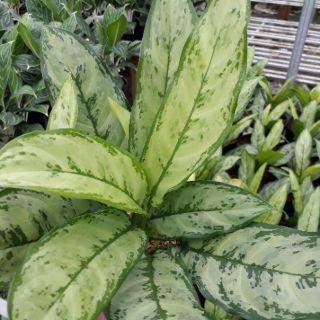 Cây Ngân Hậu (giống mới)