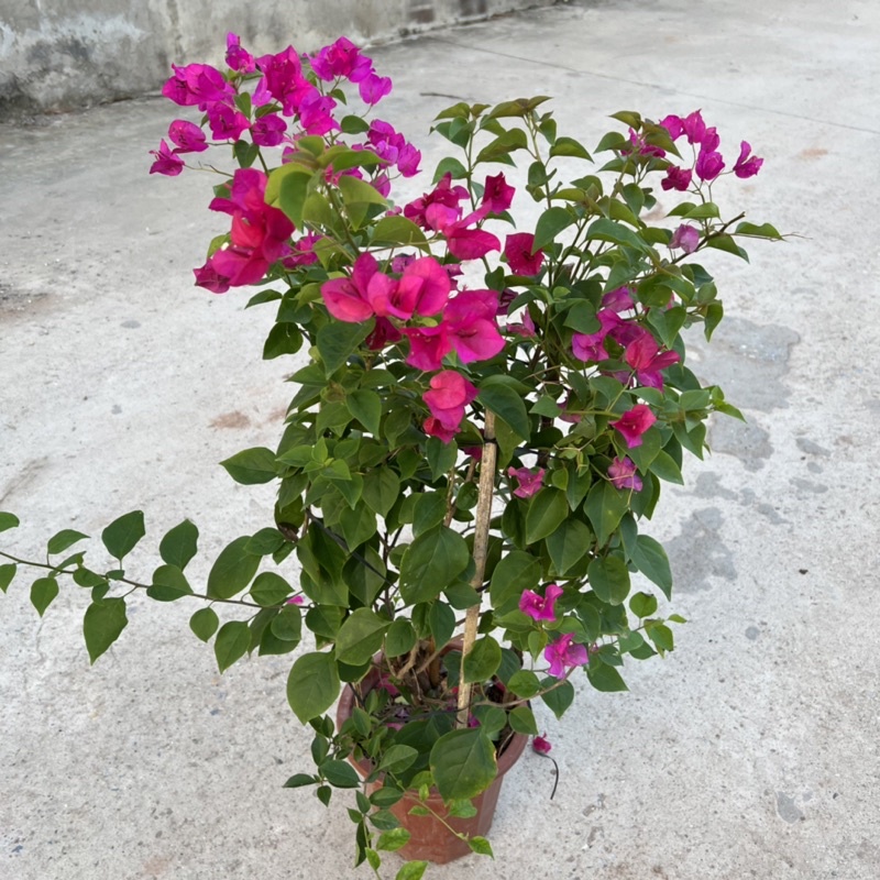 Cây hoa giấy leo giàn cao 60-70cm tạo bóng mát nở hoa rực rỡ, trang trí sân vườn và ban công