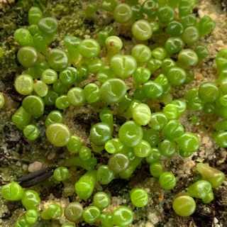 Hạt giống Lithops (Thạch Lan) Mix