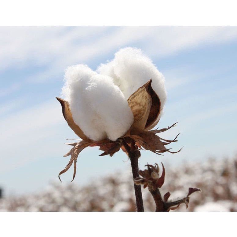 XẢ KHO_FREESHIP] Khăn nén bông tự nhiên cao cấp xuất Hàn | Shopee Việt Nam