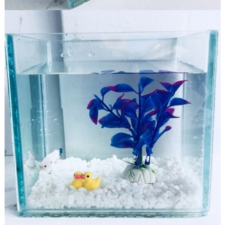 Bể cá mini Bể cá mini cubic