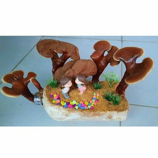 Cây LINH CHI bonsai tiểu cảnh mini trưng bàn làm việc