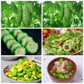 Hạt giống mướp đắng Hướng dẫn cách trồng mướp đắng