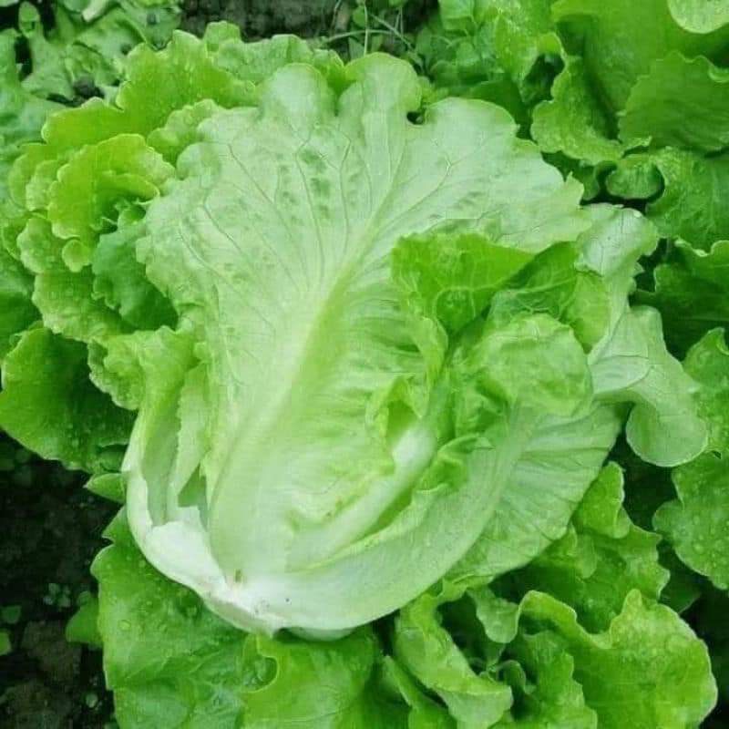 Hạt giống xà lách búp Ý chịu nhiệt - Tỷ lệ nảy mầm 90%