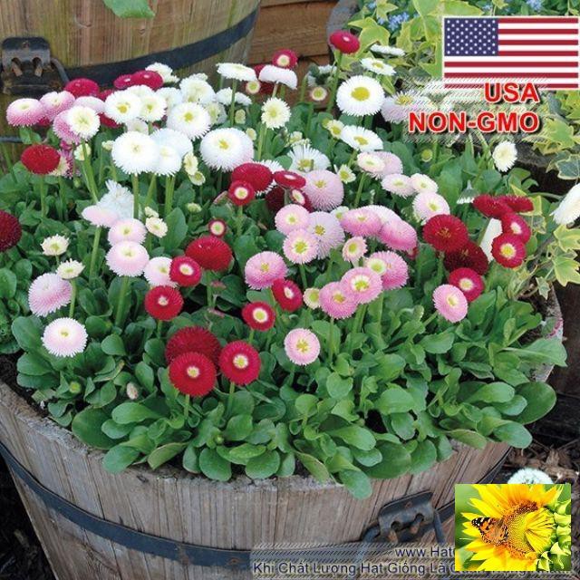 Hạt Giống Cúc Daisy Mix Hạt Giống Hoa Cúc Anh Nhiều Màu