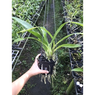 Vũ Nữ Hoàng Hậu Xanh Cốm