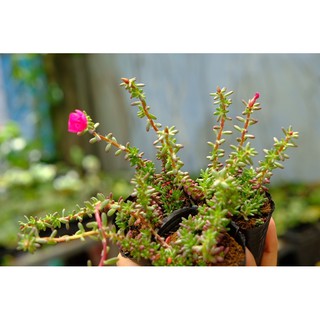 SEN ĐÁ SEDUM NẾP CẨM