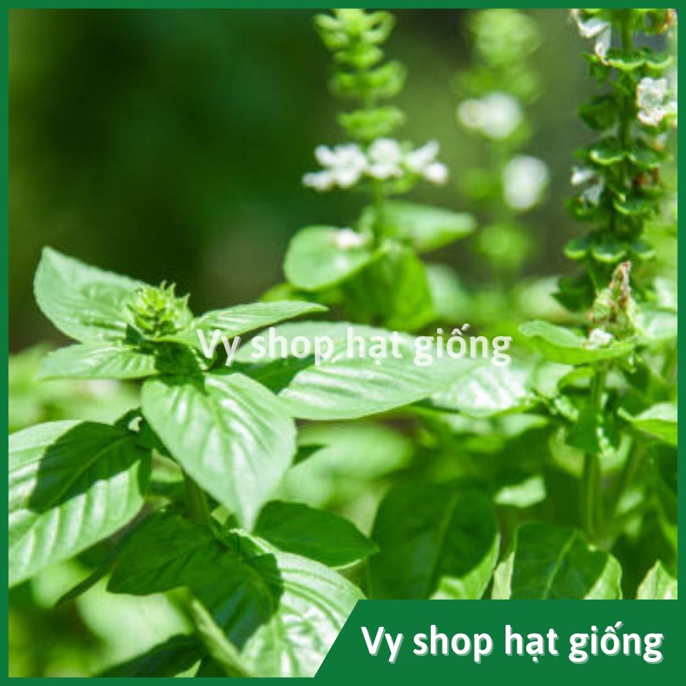 Hạt giống lá é trắng Thái Lan gói 600 hạt