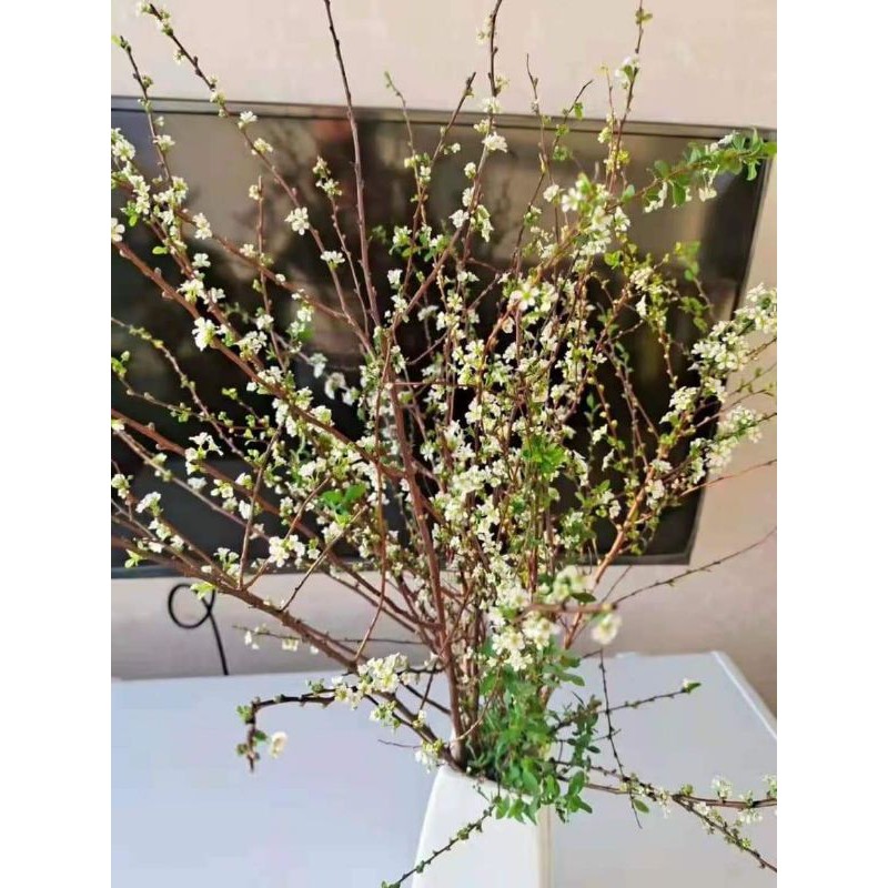 CÀNH TUYẾT MAI KHÔ