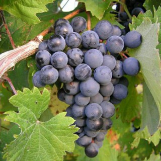 Cây Giống Nho Alden (Nho leo dàn thích nghi tốt với môi trường)