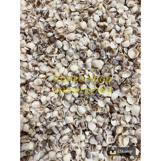 Vỏ sò gai nhí 100gr