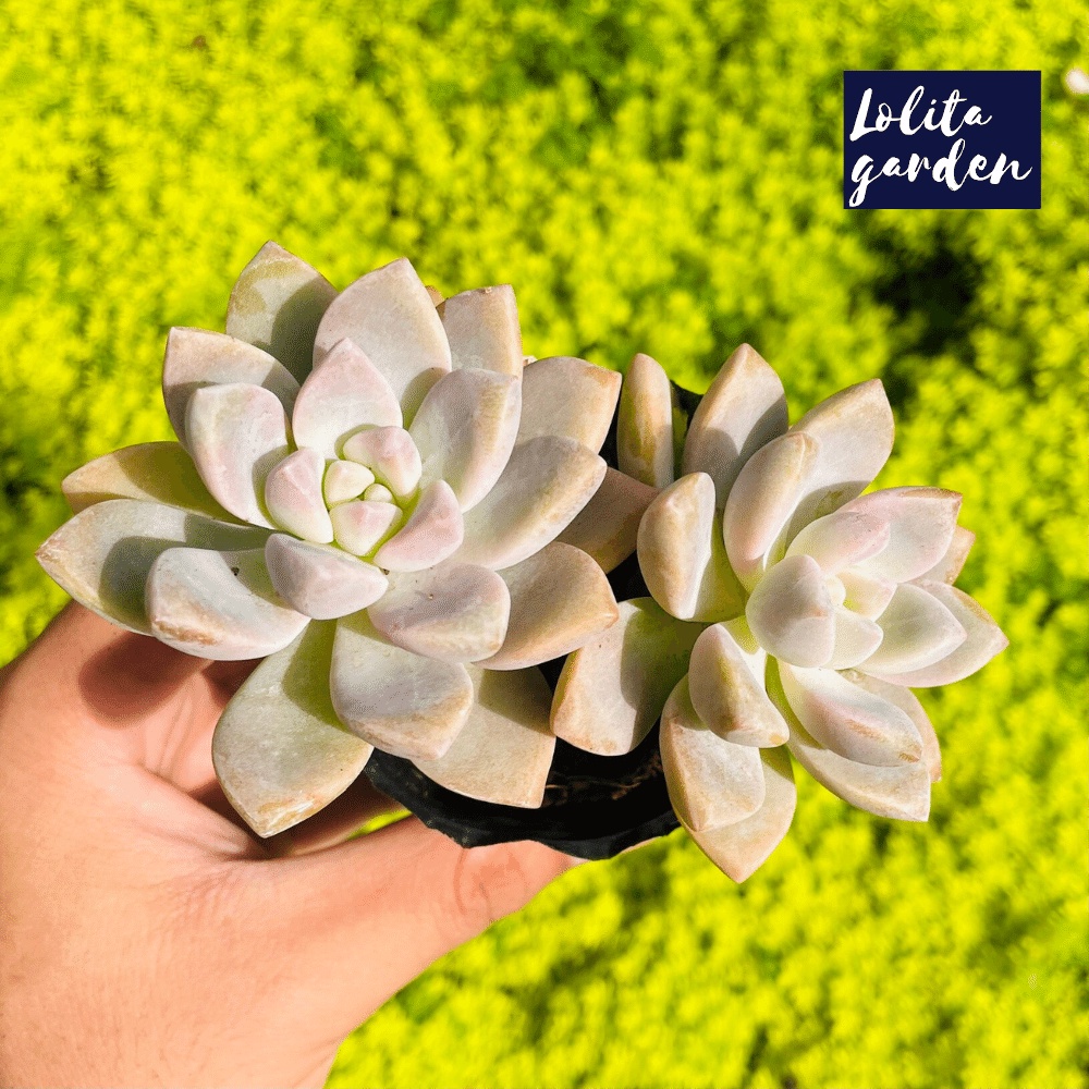 Sen đá pink gem Đà Lạt size bé cây cảnh trang trí nhà cửa Lolita garden