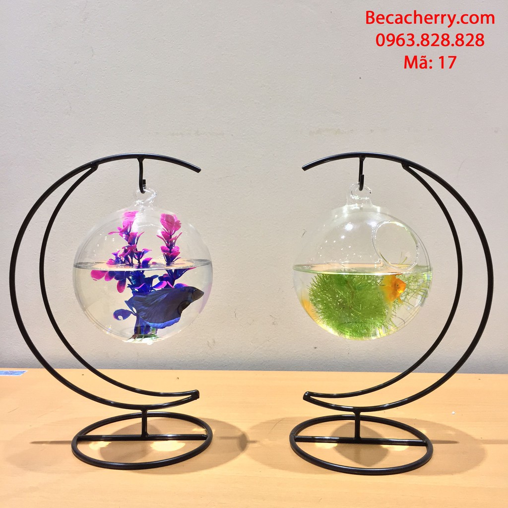 Bể cá mini cung trăng 17 trăng nhỏ ( tặng kèm phụ kiện trang trí ) | BigBuy360 - bigbuy360.vn