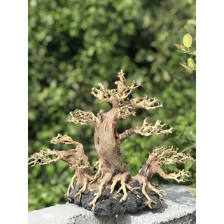 LŨA BONSAI CHO HỒ THỦY SINH SIZE LỚN [BT/01]