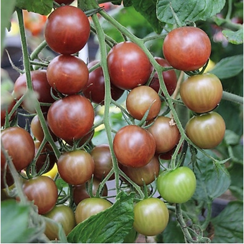 Hạt giống cà chua hồ lô đỏ, cà chua hồ lô vàng, cà chua socola cao sản F1