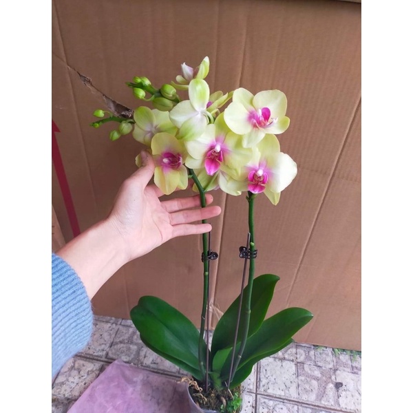 1KG cà gai leo sadu chính hãng- đại lý cấp 1-giá sau chiết khấu