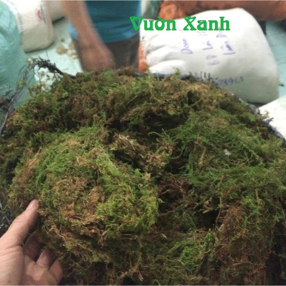 Rêu rừng tự nhiên phơi khô 0,5kg