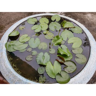 [HOT] Combo 50 Hạt Súng Thái Dễ Nảy Mầm