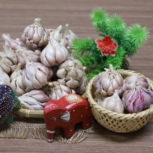 Củ tỏi Bắc