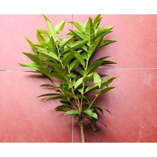 Cây giống vối nếp