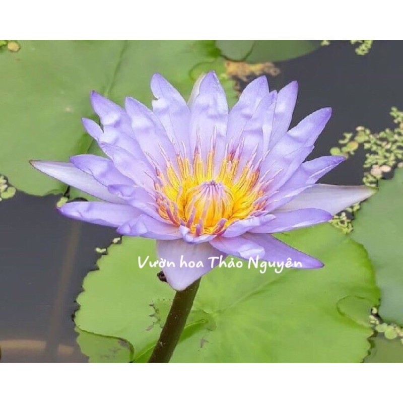 COMBO 7 cây súng ra hoa quanh năm