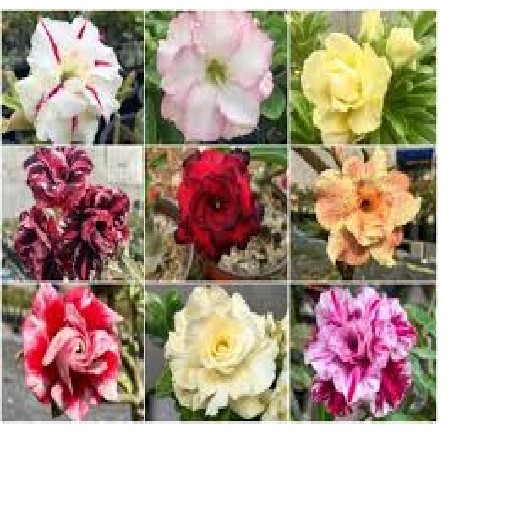 combo 3 Cây giống Hoa sứ thái kép nhiều màu được chọn màu ( bán cây con ) - CGHST