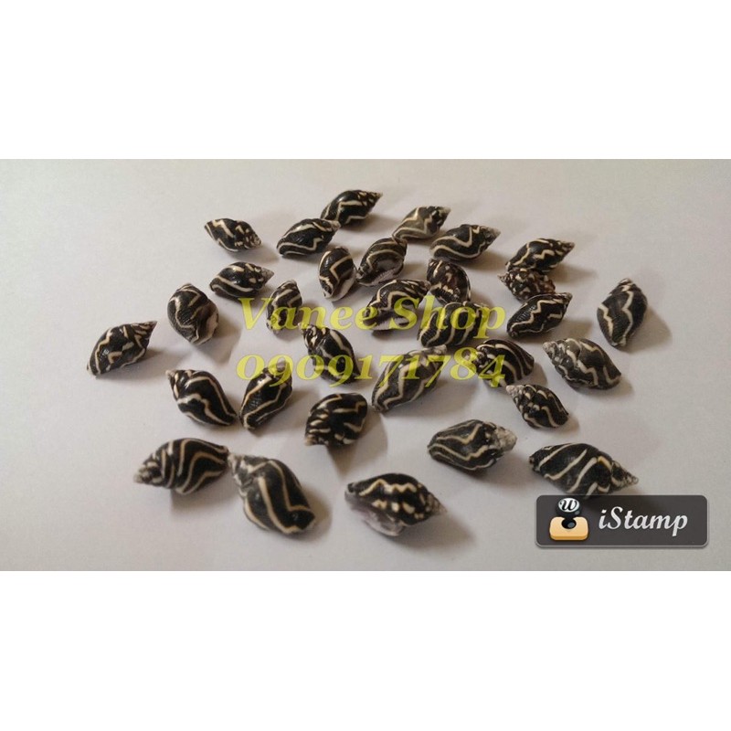 Vỏ ốc bồ câu 100gr