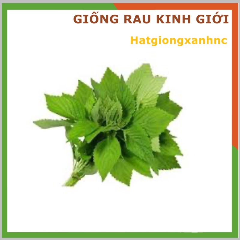 Hạt giống Rau Kinh Giới Dễ Chăm Sóc, Trồng Được Quanh Năm  - Hạt Giống Rạng Đông