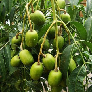 Cây cóc thái + Tặng (0,3kg) phân hữu cơ cao cấp