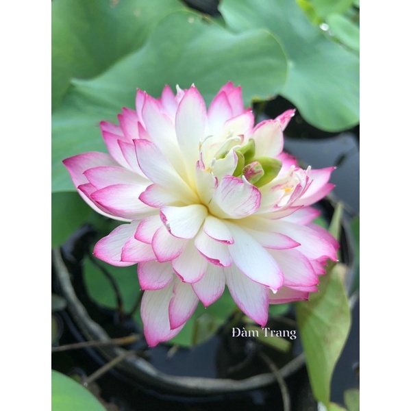 Sen mini Hạc đình hồng