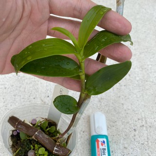 Hoa lan Giả hạc (Phi điệp) Châu Như F2 #12 - NHƯ HÌNH