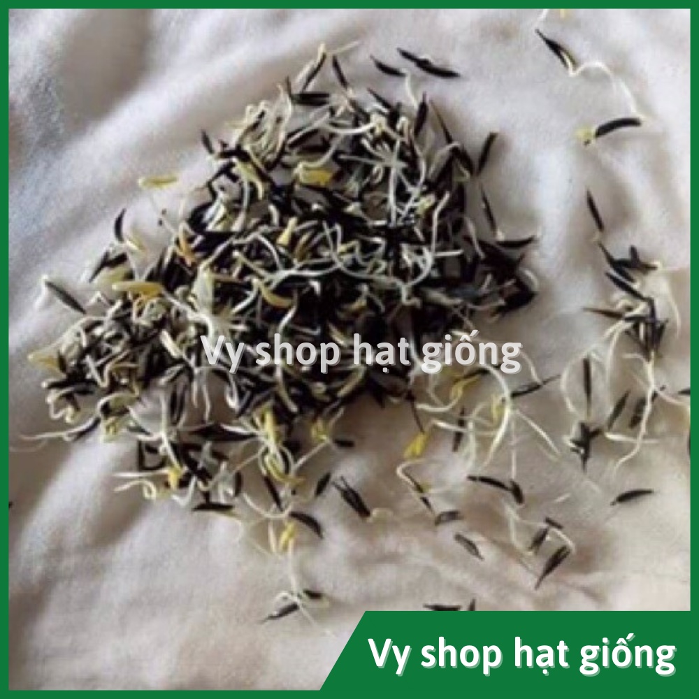 100gr hạt giống sao nhái  mix 18 màu - khoảng 10.000 hạt