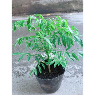 Cây Cóc Cây To Khỏe Dễ Sống