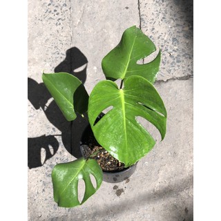 Trầu Bà Nam Mỹ Monstera Deliciosa