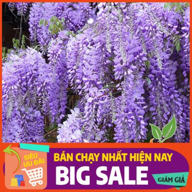 [BIG SALE] Cây hoa tử đằng thân leo (ảnh thật số 2) - Tặng kèm phân bón đầu trâu xanh