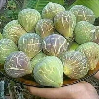 Giống Sung Mật Chảy