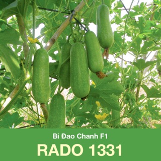 Hạt giống bí đao chanh lai f1 1331