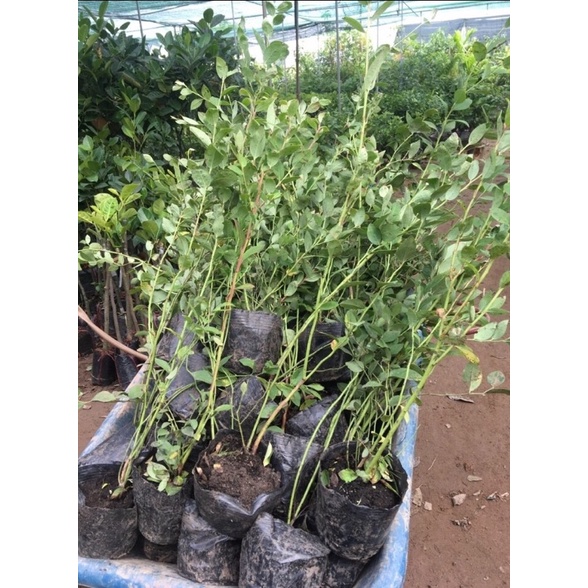 combo 2 việt quất
