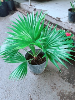 Cây Cọ Kiểng