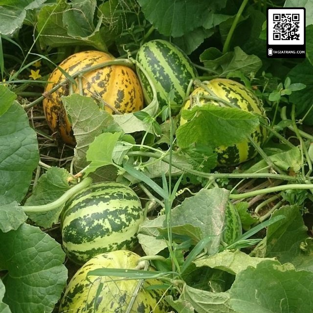 #Hạt_Giống_Dưa_Gang_Bở