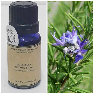 Tinh dầu Hương thảo - Rosemary