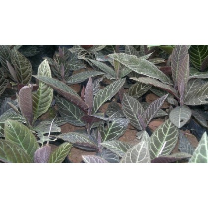 Lá khôi nhung thơm ngon sạch 1kg