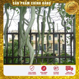 Hạt giống quả Mướp Rắn Mướp Nhật Dài ( gói 05 hạt)