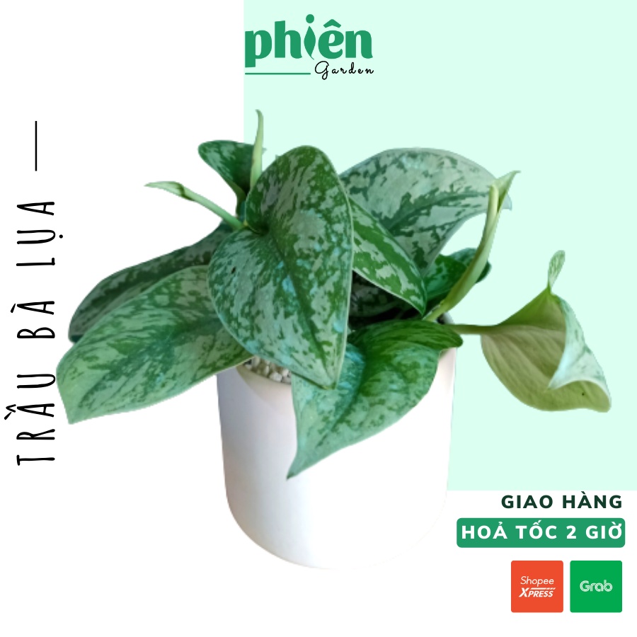 Cây Trầu Bà Lụa để bàn kèm chậu gốm tráng men - Silver potho