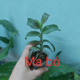 Các loại phi điệp đồng giá