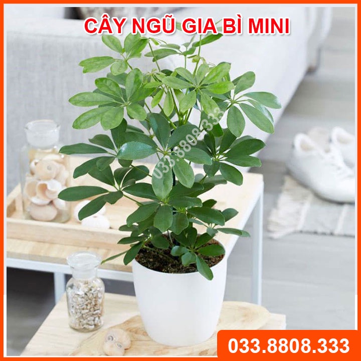 Cây Ngũ Gia Bì Để Bàn ( Chậu Nhựa) - Cây phong thủy tăng Tài Lộc, Đuổi Muỗi Hiệu Quả