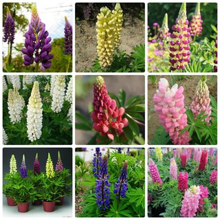 Hạt giống hoa Đậu Lupin