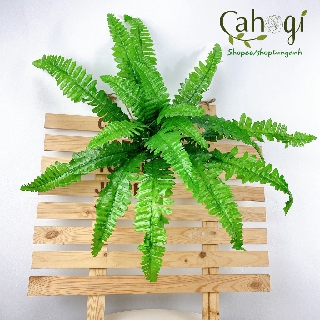 Dương Xỉ Vải Cỡ Trung 50cm