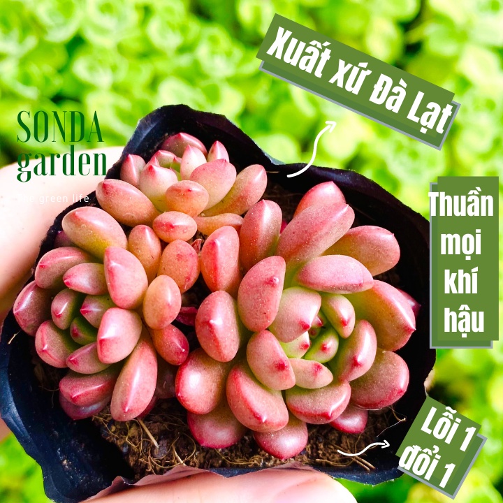 Sen đá ruby đỏ SONDA GARDEN ép màu full nắng mưa size bé 5-8cm, lỗi 1 đổi 1